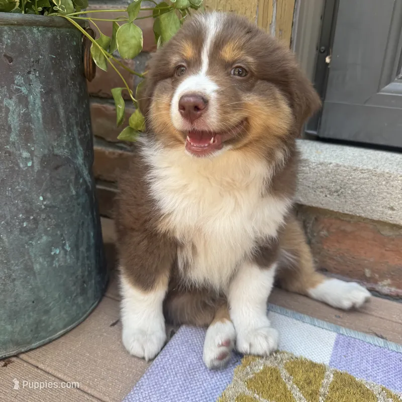 Phoebe  – Miniature Australian Shepherd puppy for sale in Chesterfield, MI