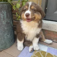 Phoebe , a female Miniature Australian Shepherd for sale in Chesterfield, MI – 3 of 5