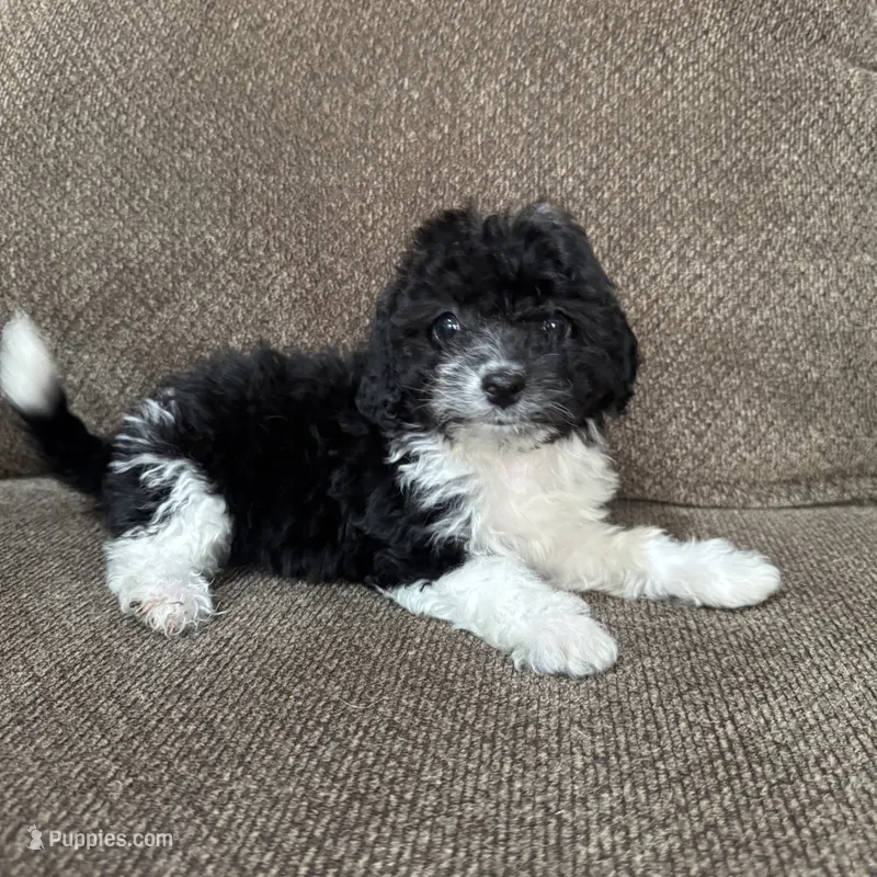 Meadow – Havapoo puppy for sale in Chesterfield, MI