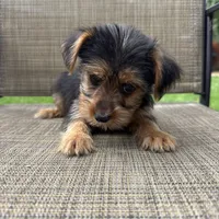 Carl, a male Yorkshire Terrier for sale in Chesterfield, MI – 3 of 9