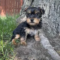 Tanner , a male Yorkshire Terrier for sale in Chesterfield, MI – 3 of 6
