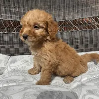 Chucky , a male Poodle - Miniature  for sale in Chesterfield, MI – 6 of 8