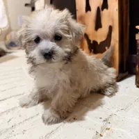 Dexter, a male Maltese and Yorkshire Terrier for sale in Macomb, MI – 8 of 8