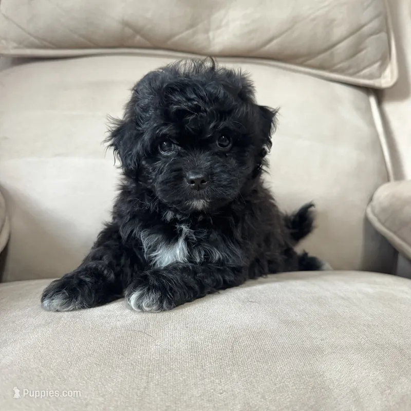 Benji – Shihpoo puppy for sale in Chesterfield, MI
