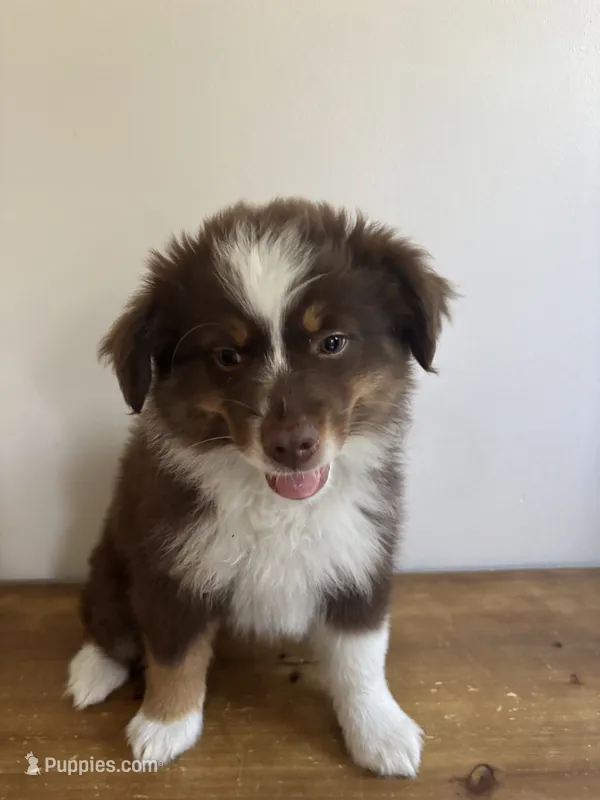 Rachel – Miniature Australian Shepherd puppy for sale in Chesterfield, MI