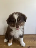 Rachel, a female Miniature Australian Shepherd for sale in Chesterfield, MI – 1 of 5