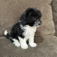 Meadow, a female Havapoo for sale in Chesterfield, MI – 3 of 8