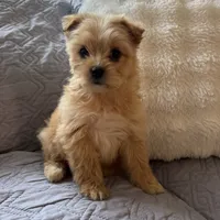 Benny , a male Shih Tzu and Yorkshire Terrier for sale in Chesterfield, MI – 3 of 4
