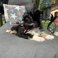 Will , a male Miniature Aussiedoodle for sale in Chesterfield, MI – 4 of 4
