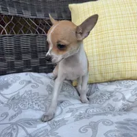 Kelly, a female Chihuahua for sale in Chesterfield, MI – 3 of 6
