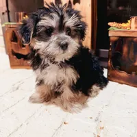Benny, a male Morkie for sale in Macomb, MI – 7 of 7