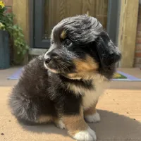 Chandler , a male Miniature Australian Shepherd for sale in Chesterfield, MI – 5 of 6