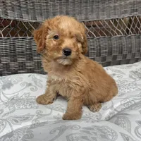 Chucky , a male Poodle - Miniature  for sale in Chesterfield, MI – 7 of 8