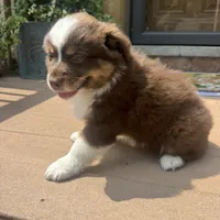 Rachel , a female Miniature Australian Shepherd for sale in Chesterfield, MI – 5 of 5