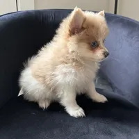 Shelly, a female Pomeranian for sale in Chesterfield, MI – 4 of 4