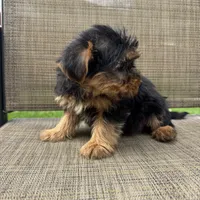 Max, a male Yorkshire Terrier for sale in Chesterfield, MI – 4 of 7