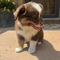 Rachel, a female Miniature Australian Shepherd for sale in Chesterfield, MI – 4 of 5