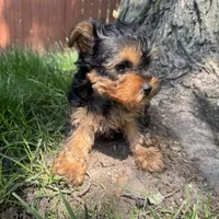 Trevor , a male Yorkshire Terrier for sale in Chesterfield, MI – 6 of 7