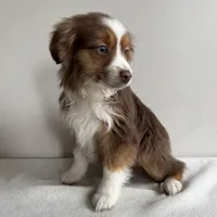 Sully, a male Toy Australian Shepherd for sale in Chesterfield, MI – Photo 4 of 6