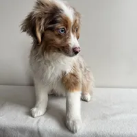 Khloe, a female Toy Australian Shepherd for sale in Chesterfield, MI – Photo 7 of 7