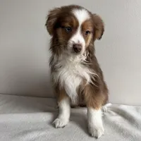 Sully, a male Toy Australian Shepherd for sale in Chesterfield, MI – Photo 2 of 6