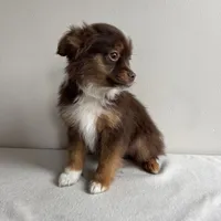 Petey, a male Toy Australian Shepherd for sale in Chesterfield, MI – Photo 5 of 5