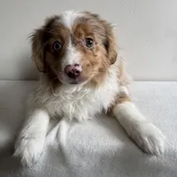 Khloe, a female Toy Australian Shepherd for sale in Chesterfield, MI – Photo 2 of 7