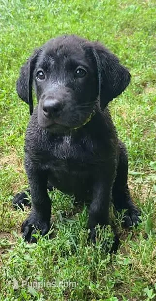 Stanley – Labrador Retriever puppy for sale in Chesterfield, MI