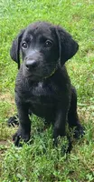 Stanley, a male Labrador Retriever for sale in Chesterfield, MI – Photo 1 of 2