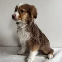 Sully, a male Toy Australian Shepherd for sale in Chesterfield, MI – Photo 5 of 6