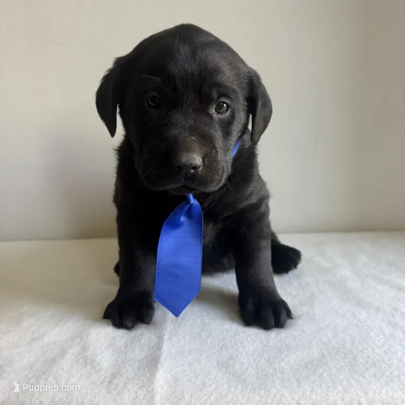 Stanley – Labrador Retriever puppy for sale in Chesterfield, MI