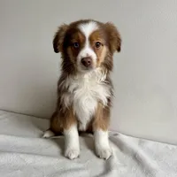Sully, a male Toy Australian Shepherd for sale in Chesterfield, MI – Photo 1 of 6