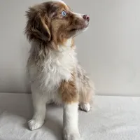 Khloe, a female Toy Australian Shepherd for sale in Chesterfield, MI – Photo 6 of 7