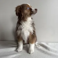 Sully, a male Toy Australian Shepherd for sale in Chesterfield, MI – Photo 3 of 6