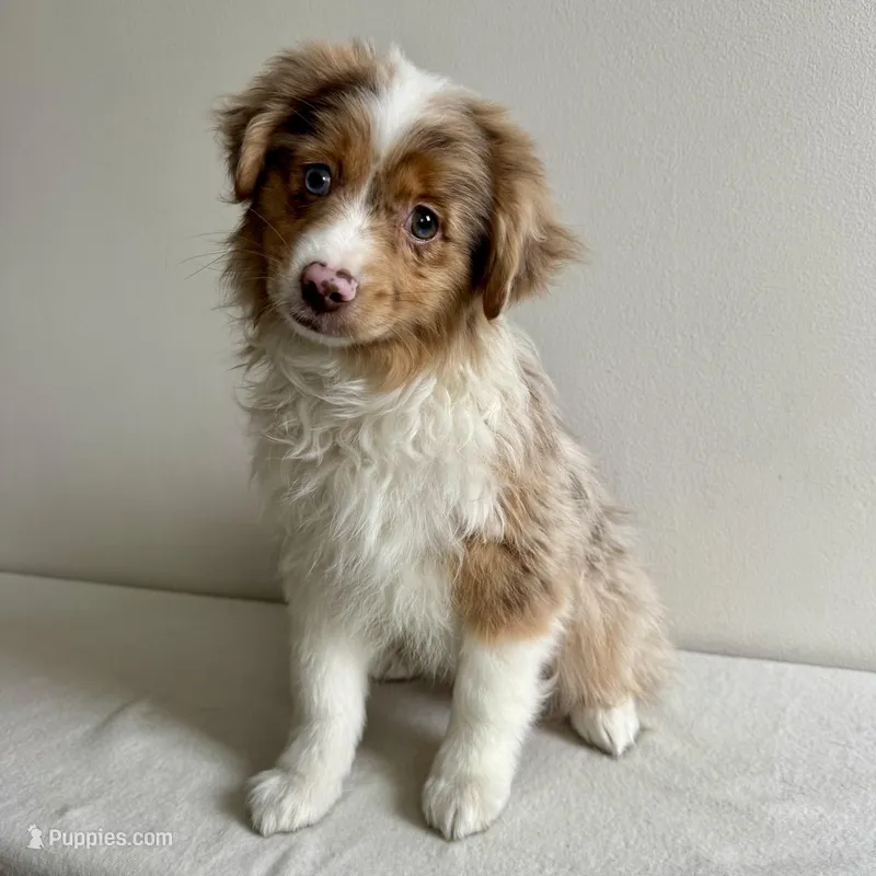 Khloe – Toy Australian Shepherd puppy for sale in Chesterfield, MI