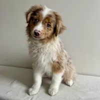 Khloe, a female Toy Australian Shepherd for sale in Chesterfield, MI – Photo 1 of 7
