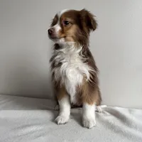 Sully, a male Toy Australian Shepherd for sale in Chesterfield, MI – Photo 6 of 6