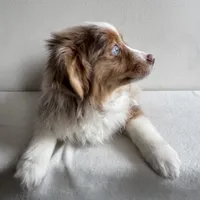 Khloe, a female Toy Australian Shepherd for sale in Chesterfield, MI – Photo 3 of 7