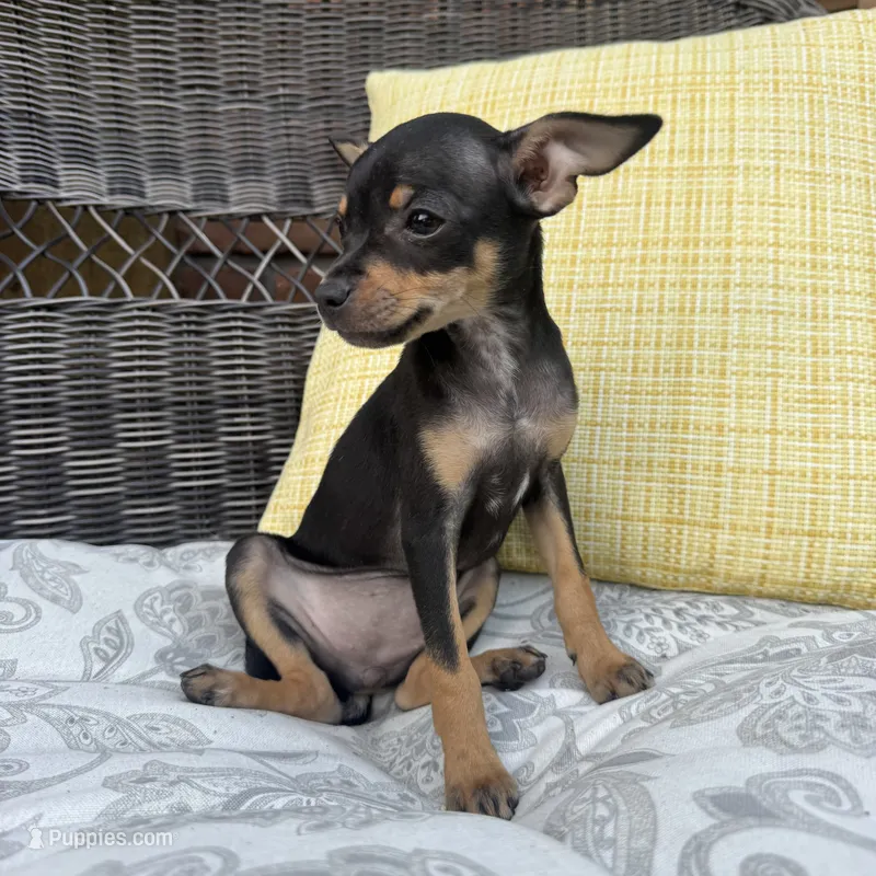 Brenda – Chihuahua puppy for sale in Chesterfield, MI