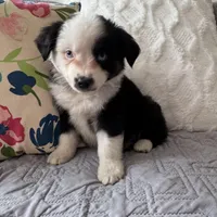 Benny , a male Miniature Australian Shepherd for sale in Chesterfield, MI – Photo 4 of 7