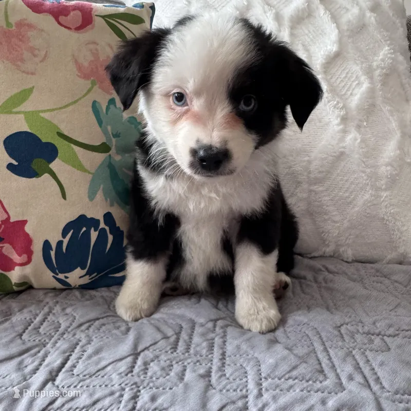 Benny  – Miniature Australian Shepherd puppy for sale in Chesterfield, MI