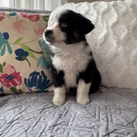 Benny , a male Miniature Australian Shepherd for sale in Chesterfield, MI – Photo 2 of 7
