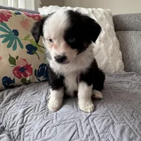 Benny , a male Miniature Australian Shepherd for sale in Chesterfield, MI – Photo 5 of 7
