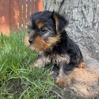 Teddy, a male Yorkshire Terrier for sale in Chesterfield, MI – 5 of 6
