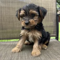 Chase, a male Yorkshire Terrier for sale in Chesterfield, MI – 5 of 6