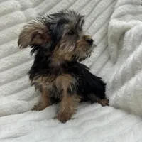 Vinny, a male Yorkshire Terrier for sale in Chesterfield, MI – 6 of 6