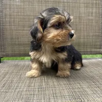 Pauly, a male Yorkshire Terrier for sale in Chesterfield, MI – 6 of 9