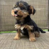 Max, a male Yorkshire Terrier for sale in Chesterfield, MI – 2 of 7
