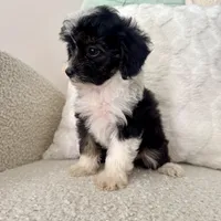 Garth, a male Miniature Aussiedoodle for sale in Chesterfield, MI – 5 of 5