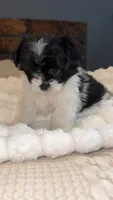 Gracie, a female Pomeranian and Shih Tzu for sale in Chesterfield, MI – 3 of 7